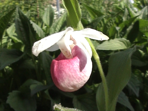 Cypripedium reginae