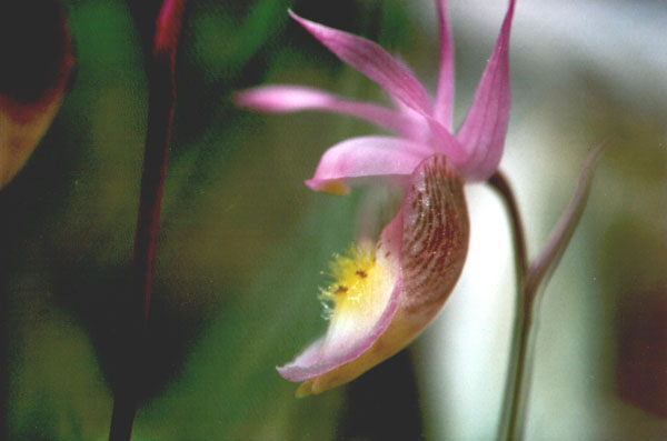 Calypso bulbosa